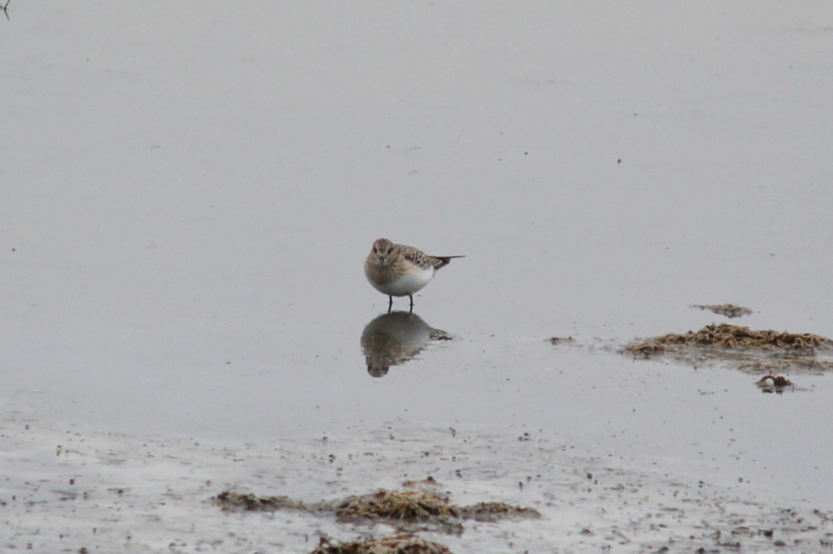 Baird's Sandpiper - ML111856311