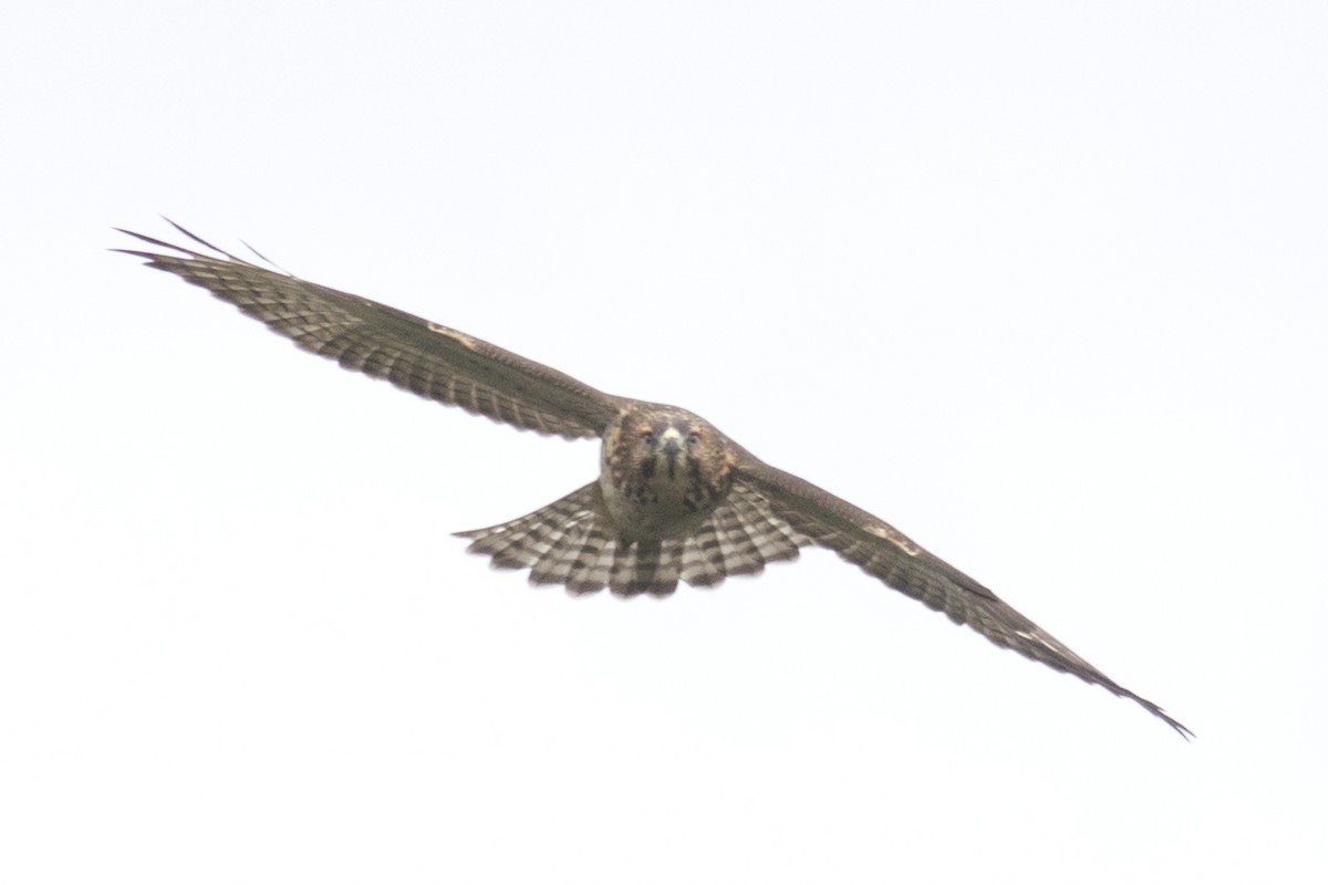 Broad-winged Hawk - David Brown