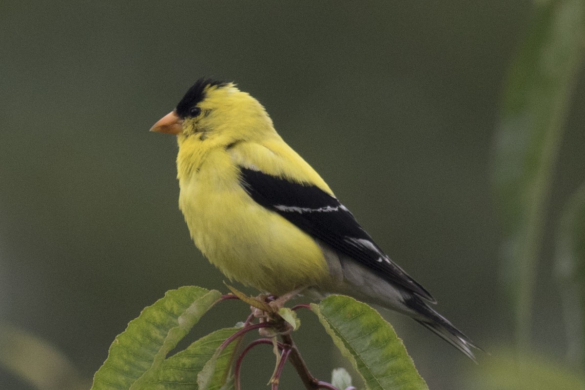 American Goldfinch - ML111856391