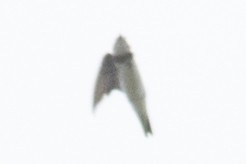 Bank Swallow - ML111856711