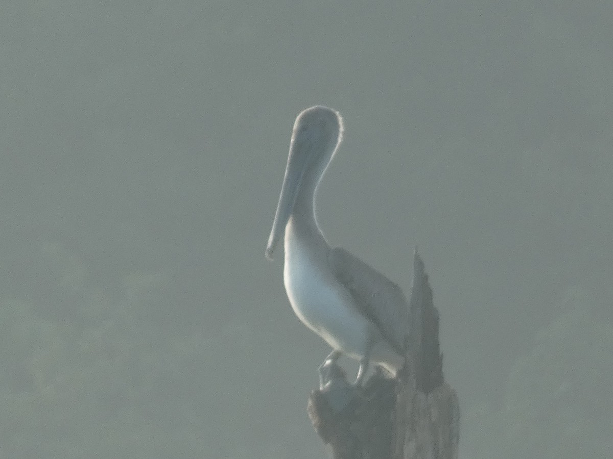 Brown Pelican - ML111857191