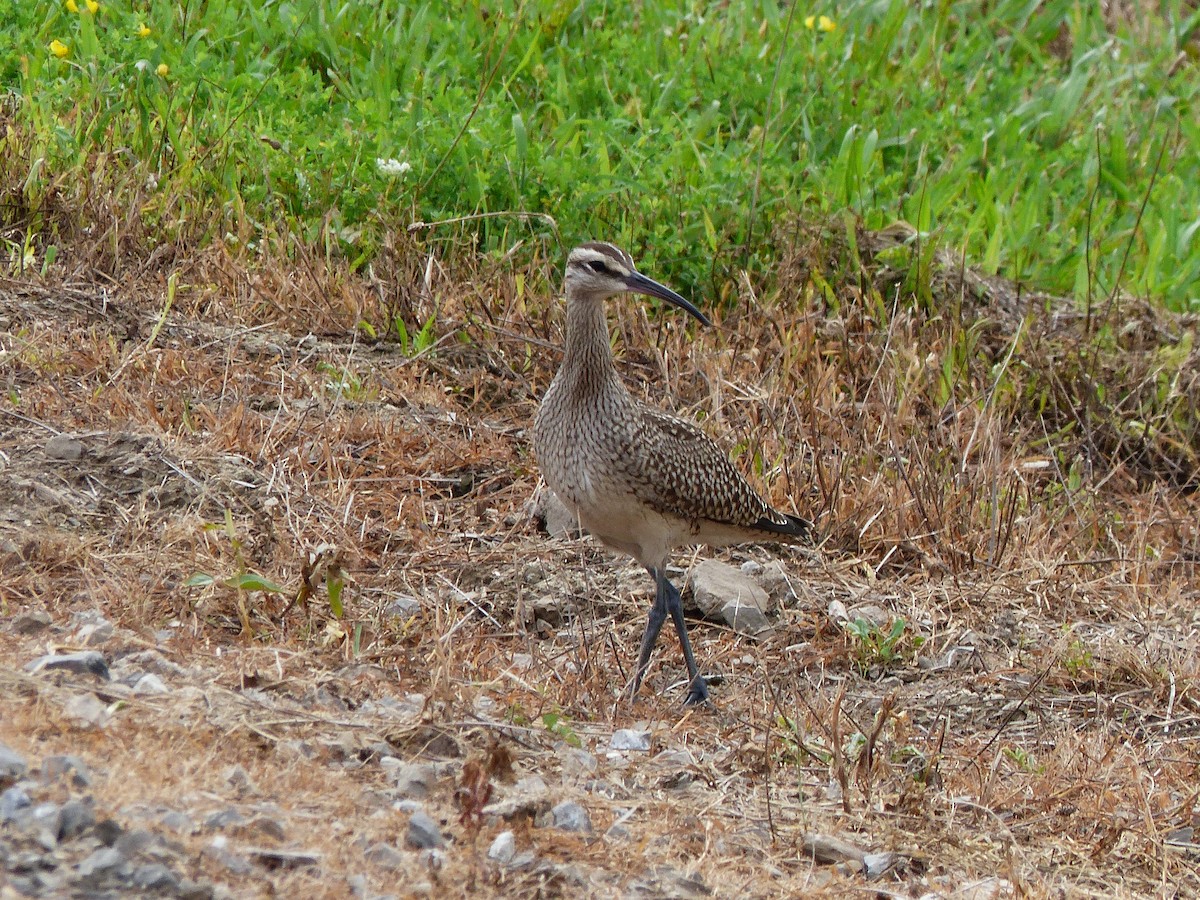 Whimbrel - Jim Law