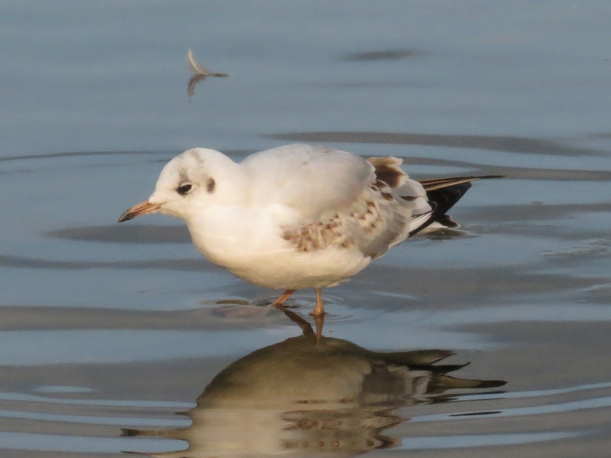 Black-headed Gull - ML111858981