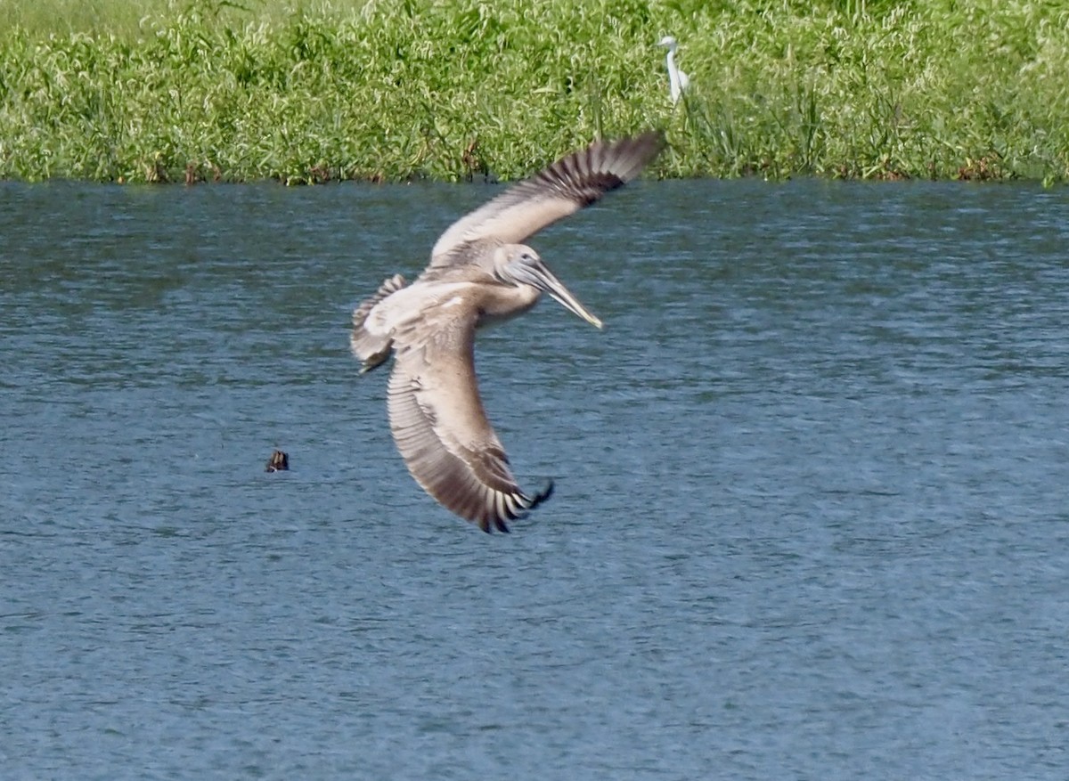 Brown Pelican - ML111859211