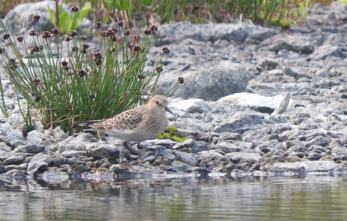 Baird's Sandpiper - ML111860761