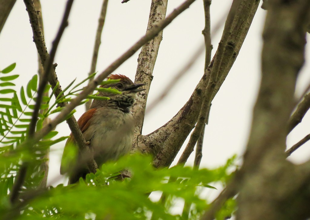 Pale-breasted Spinetail - ML111861551
