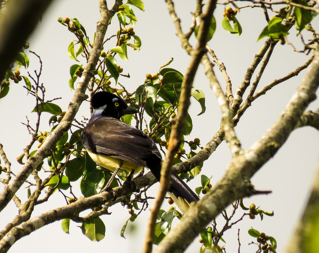 Plush-crested Jay - ML111863341