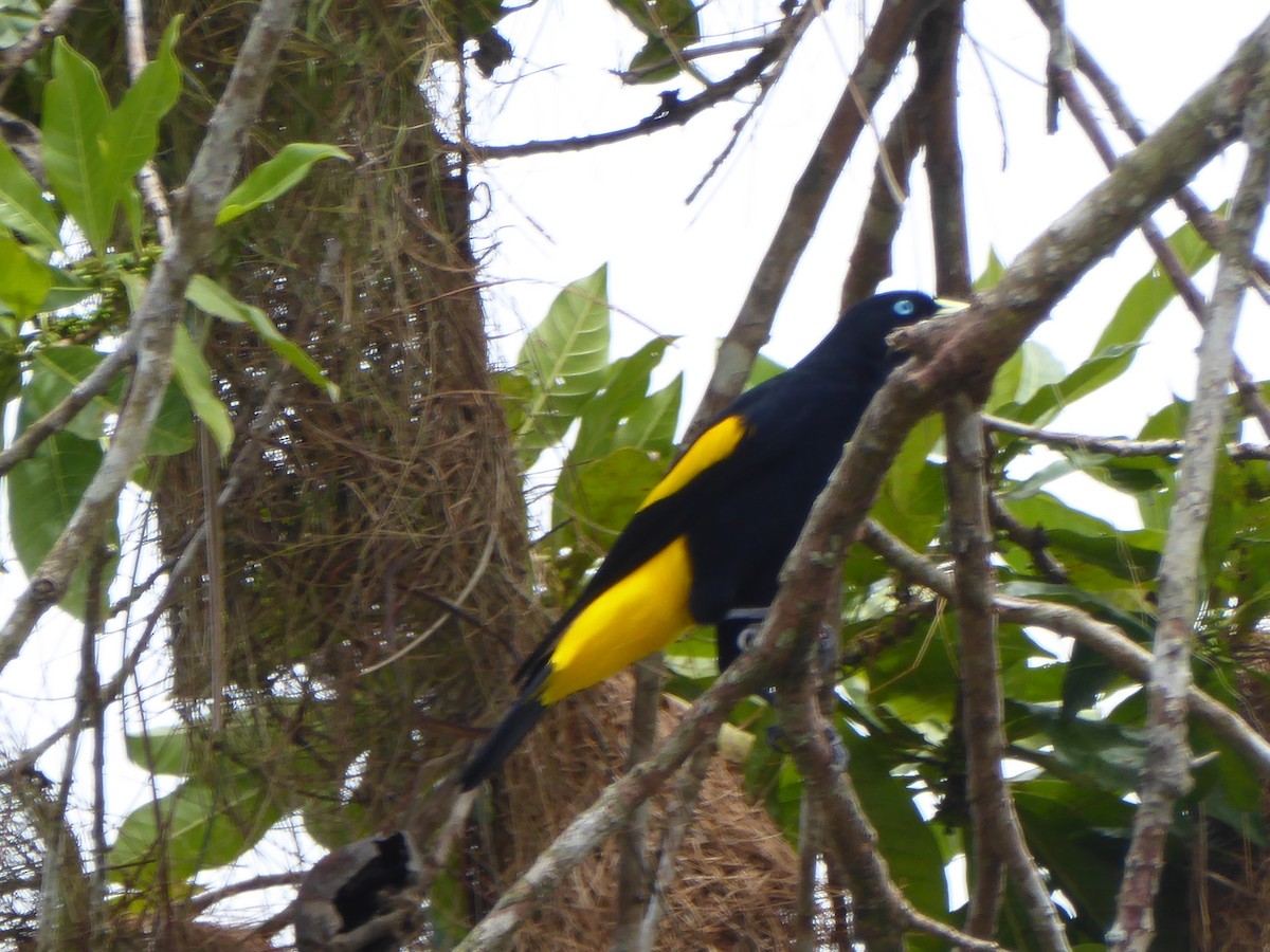 Yellow-rumped Cacique - ML111863791