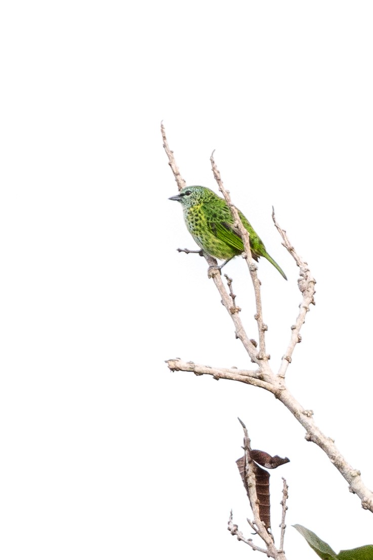 Spotted Tanager - ML111865561