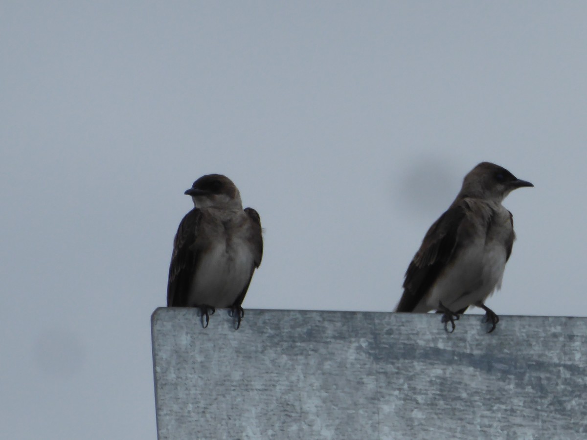 Brown-chested Martin - ML111865581