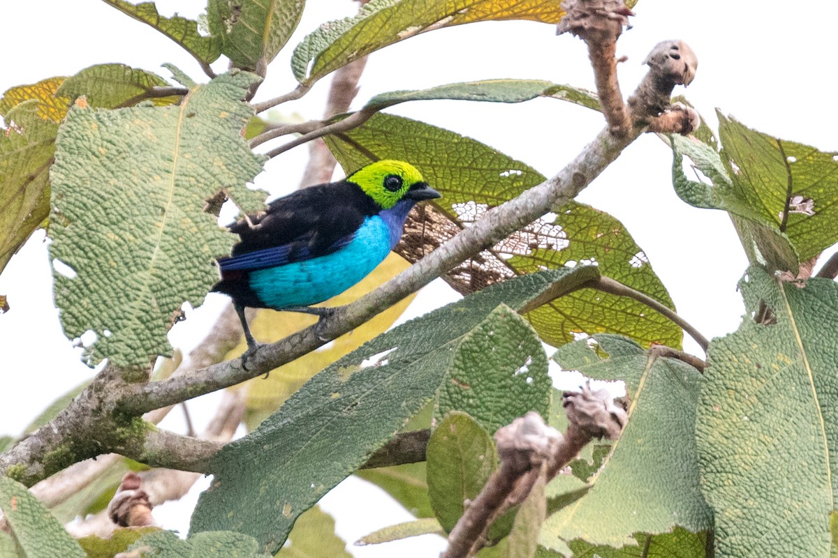 Paradise Tanager - ML111865691