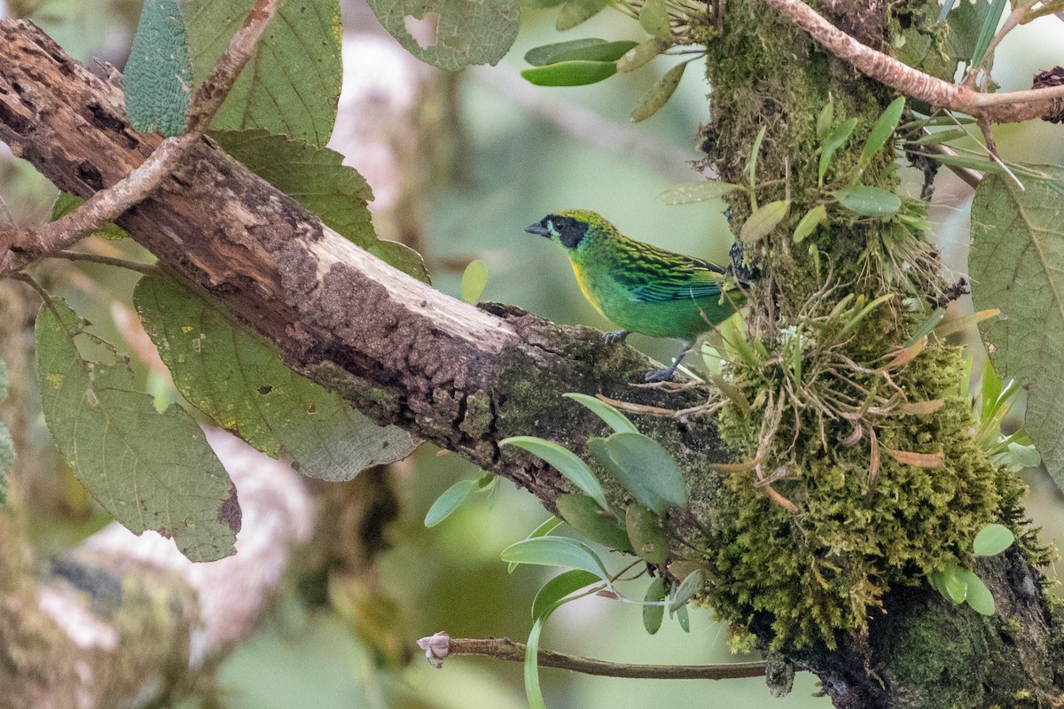 Green-and-gold Tanager - ML111866051