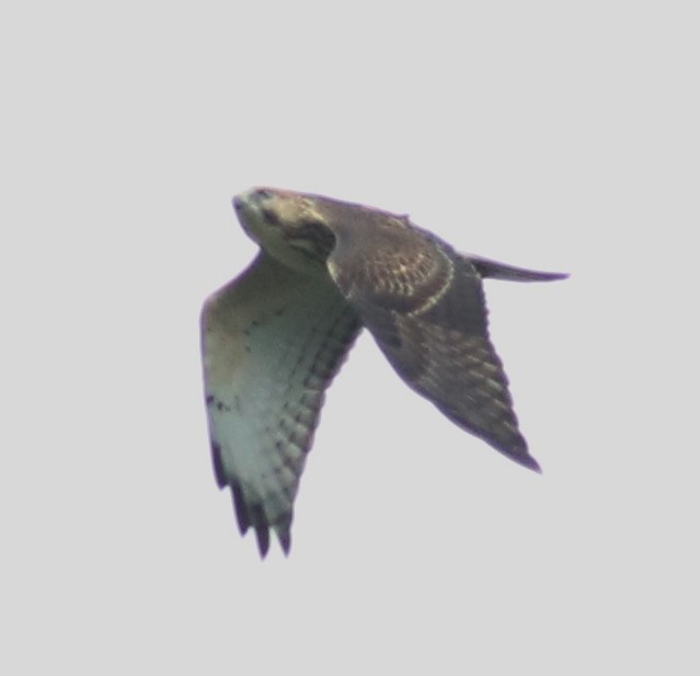 Broad-winged Hawk - ML111866161