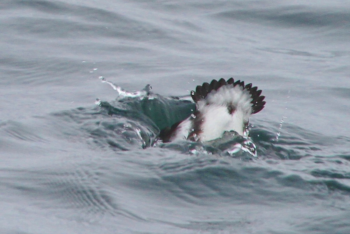 Cassin's Auklet - ML111866261