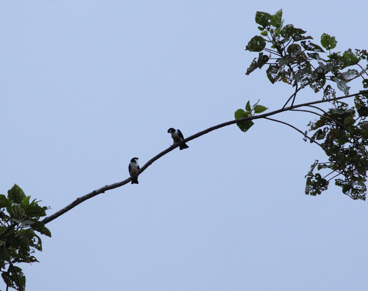 White-fronted Falconet - ML111866831