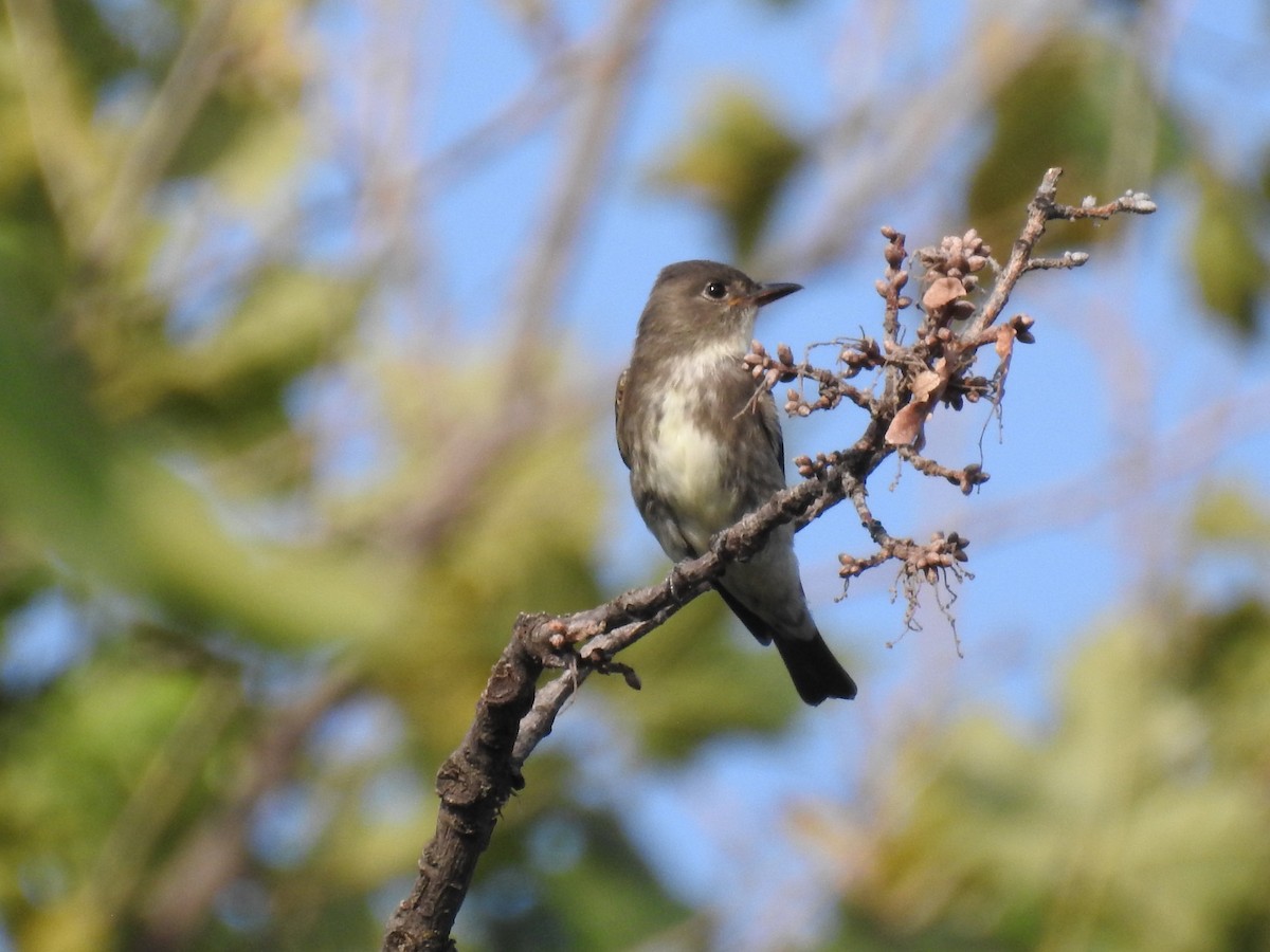 Olive-sided Flycatcher - ML111866881