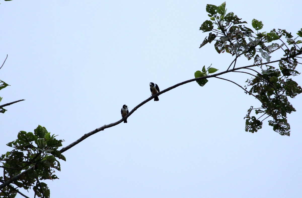 White-fronted Falconet - ML111866901