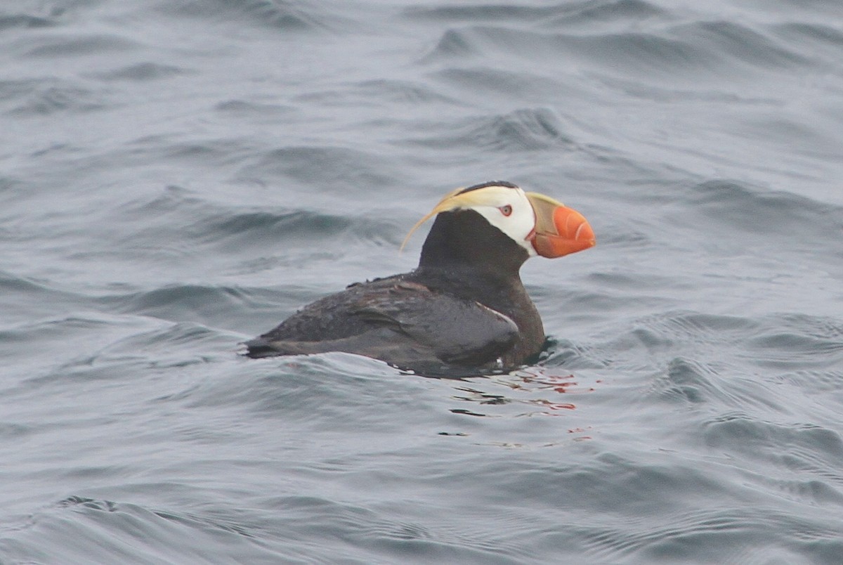 Tufted Puffin - ML111867011