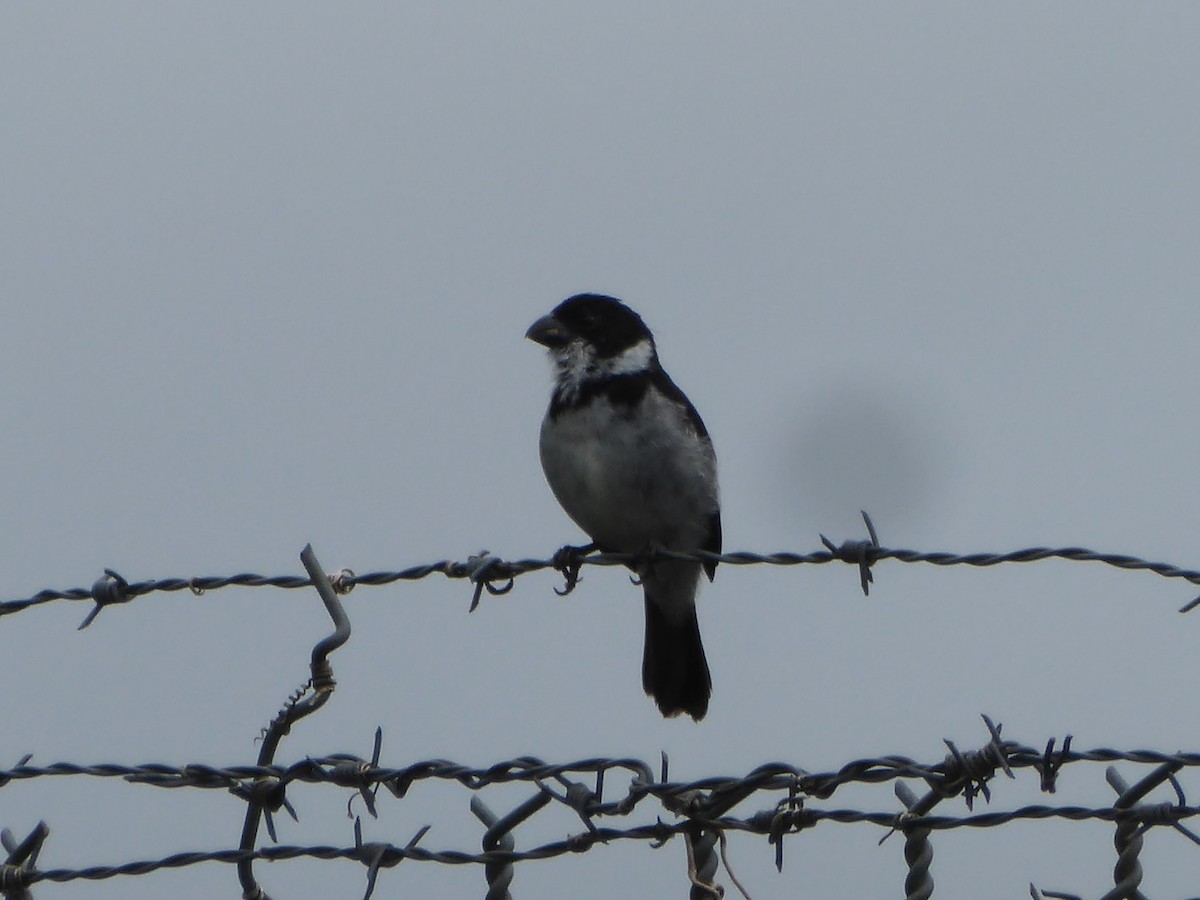 Wing-barred Seedeater (Caqueta) - Pablo Alejandro