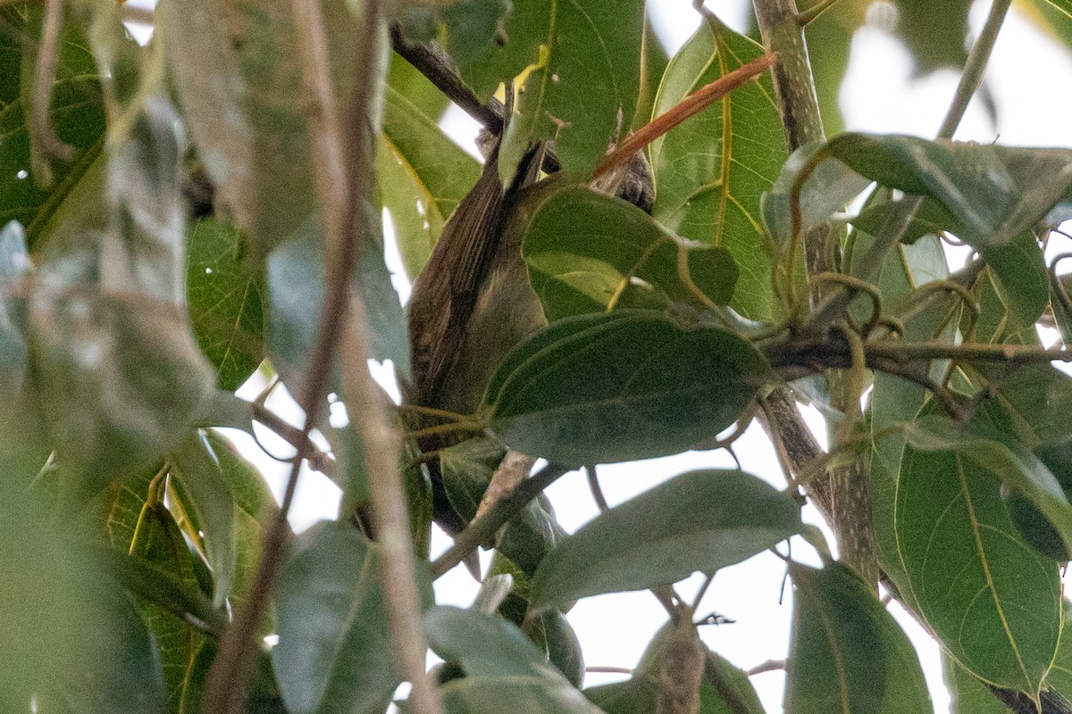 Rufous-tailed Foliage-gleaner - ML111868971