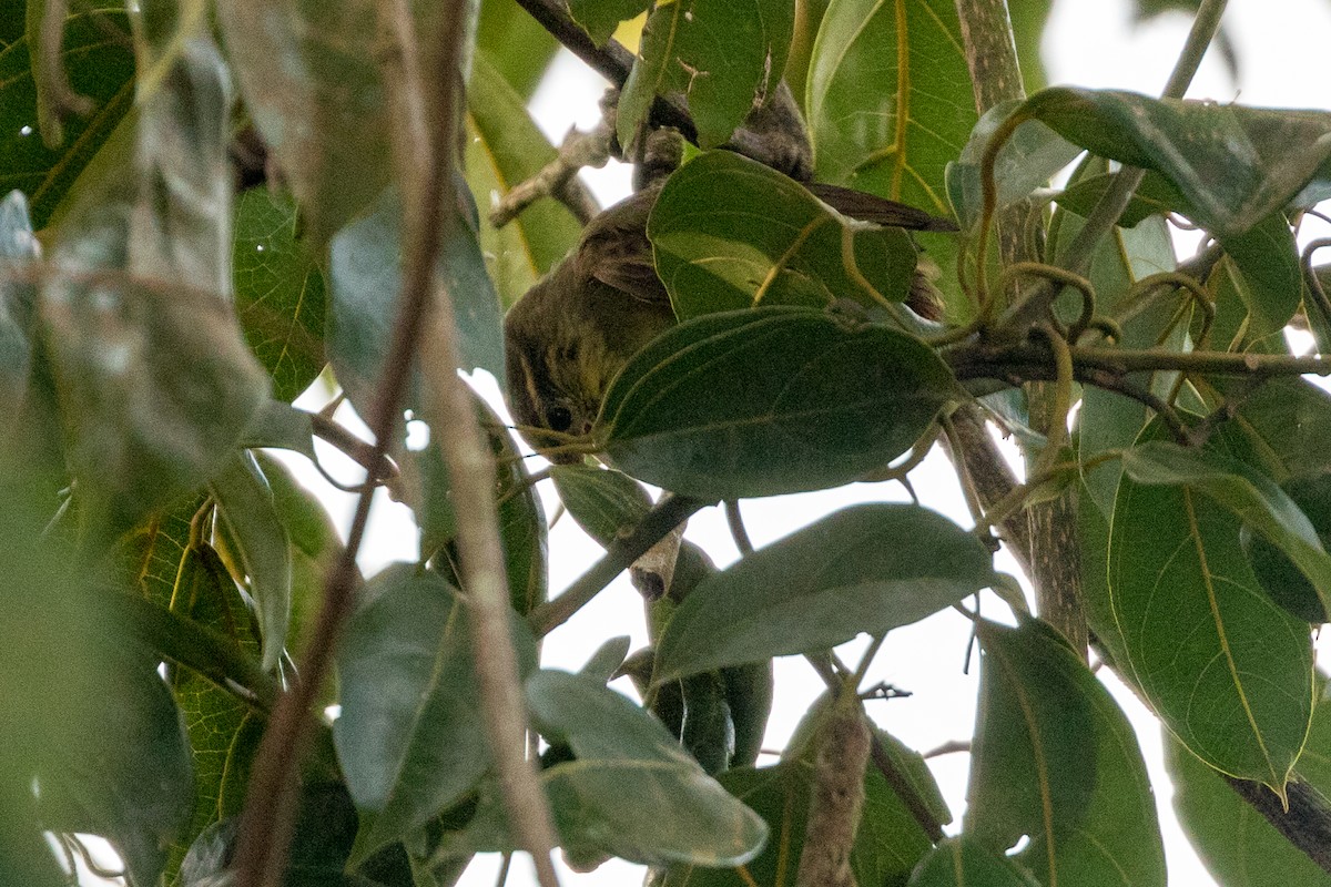 Rufous-tailed Foliage-gleaner - ML111868981