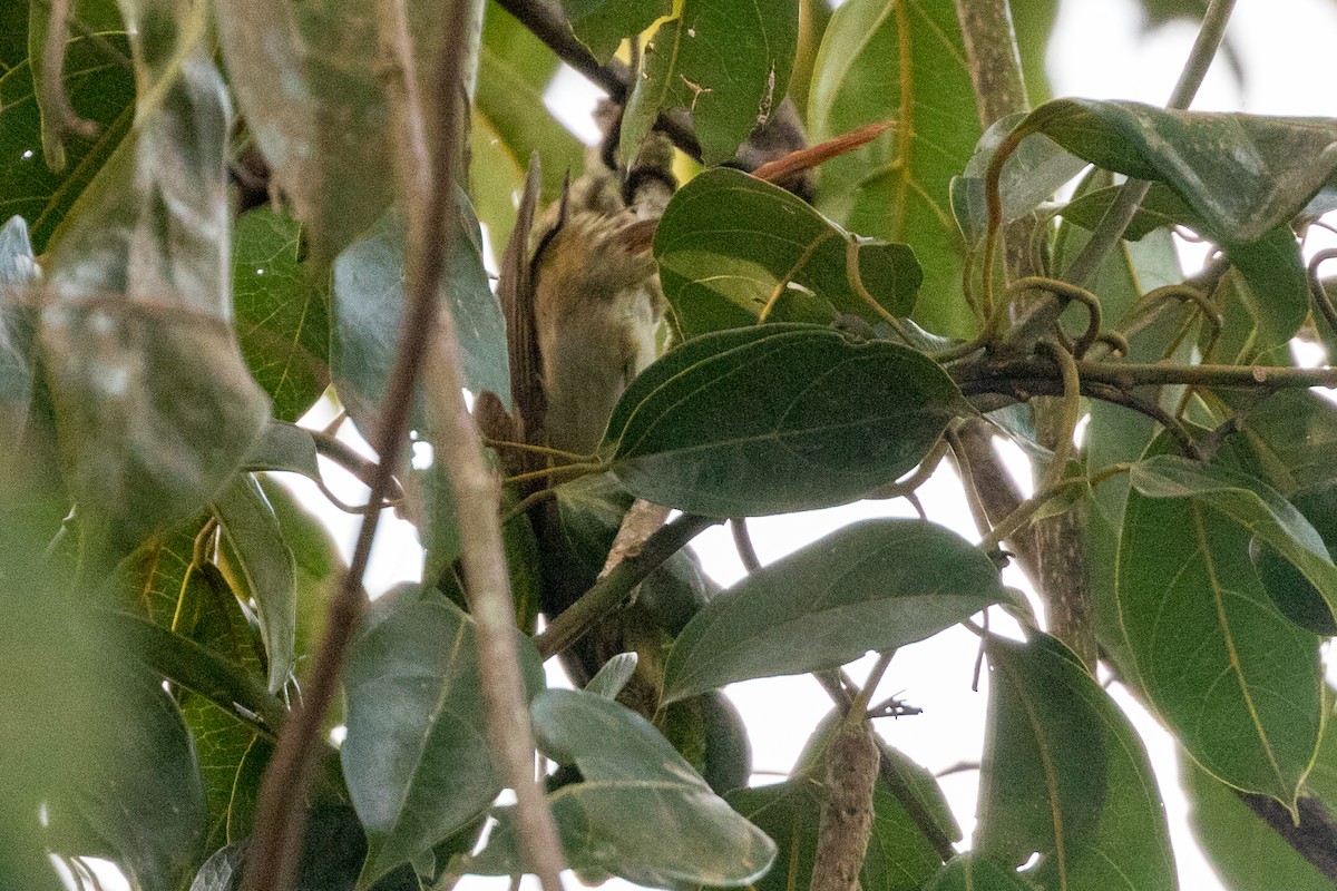 Rufous-tailed Foliage-gleaner - ML111868991