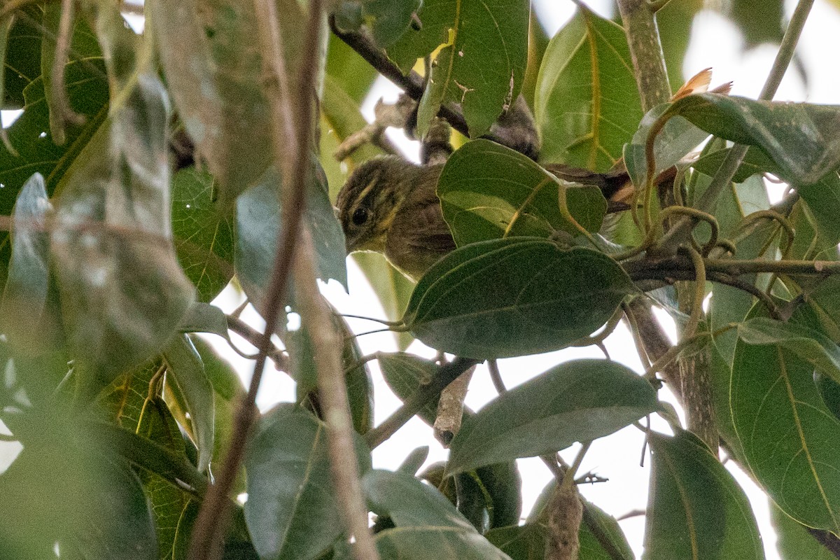 Rufous-tailed Foliage-gleaner - ML111869001