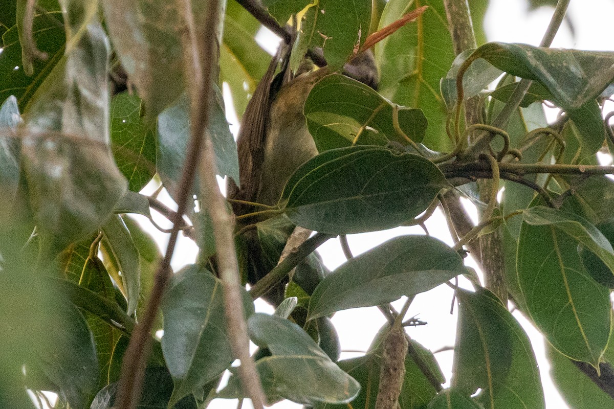 Rufous-tailed Foliage-gleaner - ML111869011