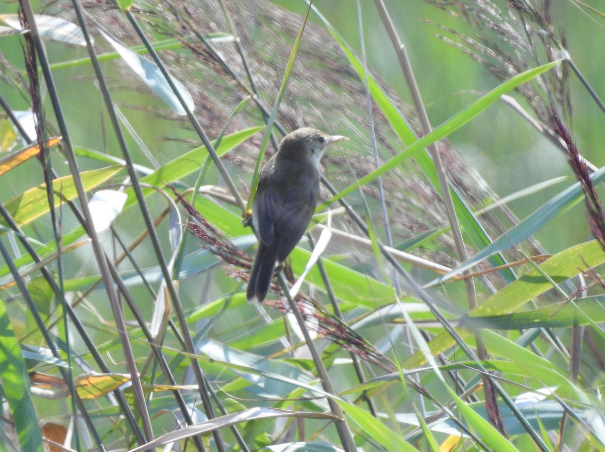 Common/Great Reed Warbler - ML111872181