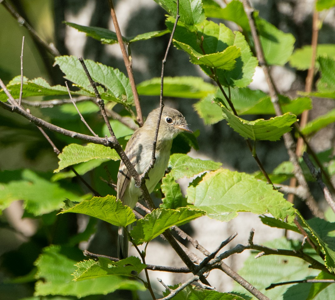 Least Flycatcher - ML111872291