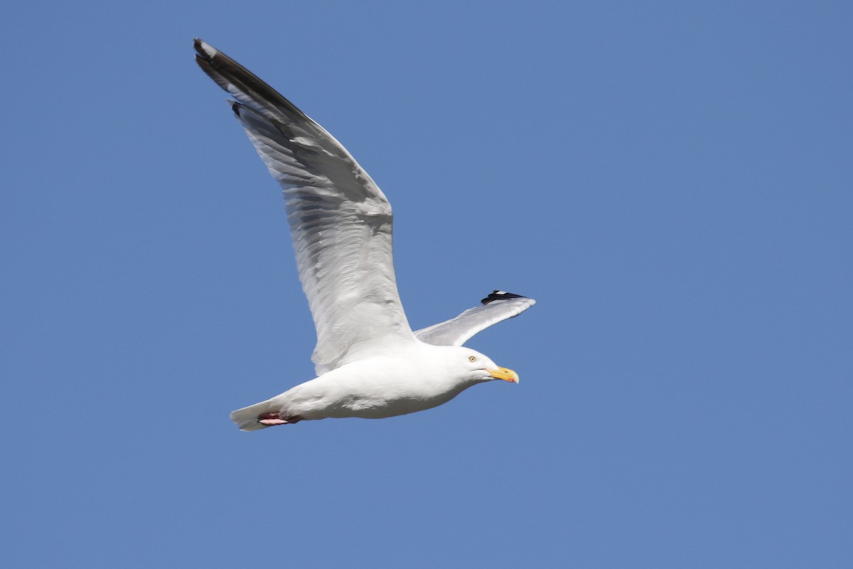 Gaviota Argéntea (americana) - ML111872681