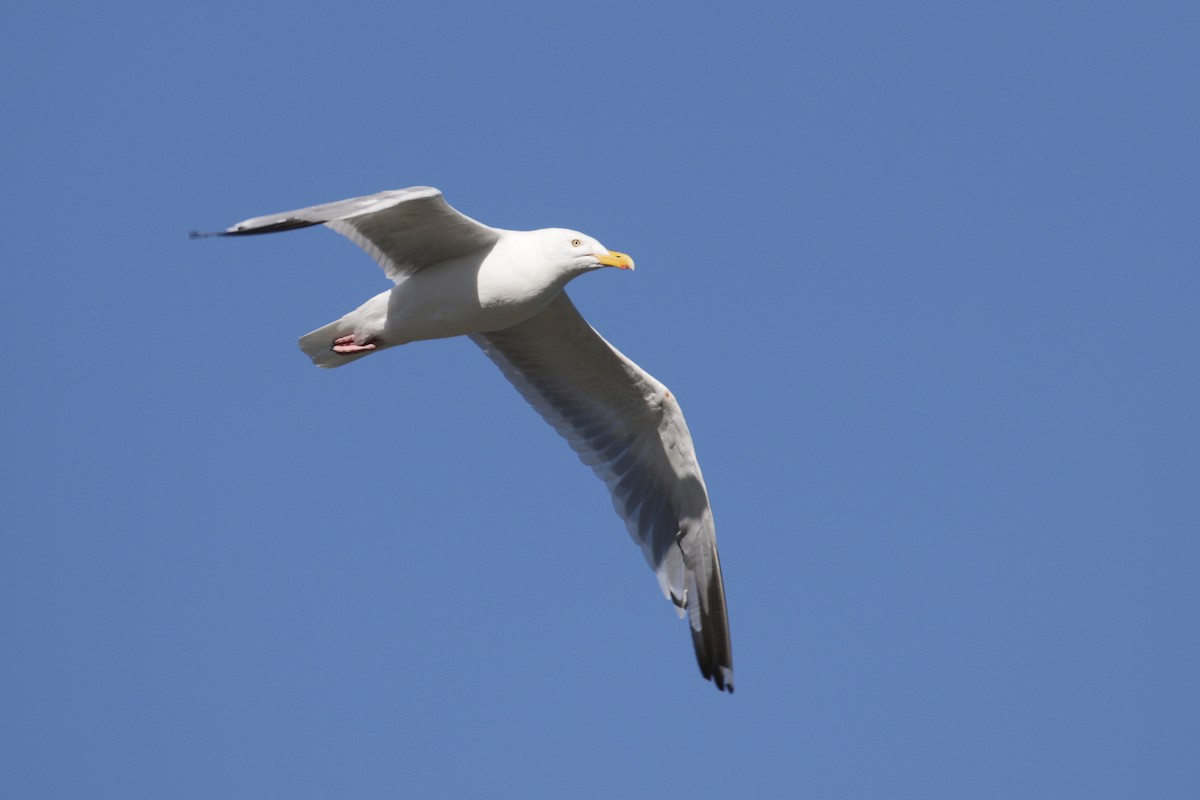 Herring Gull - ML111872711