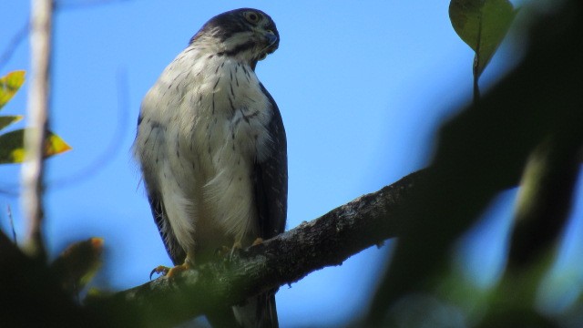 Double-toothed Kite - ML111872761