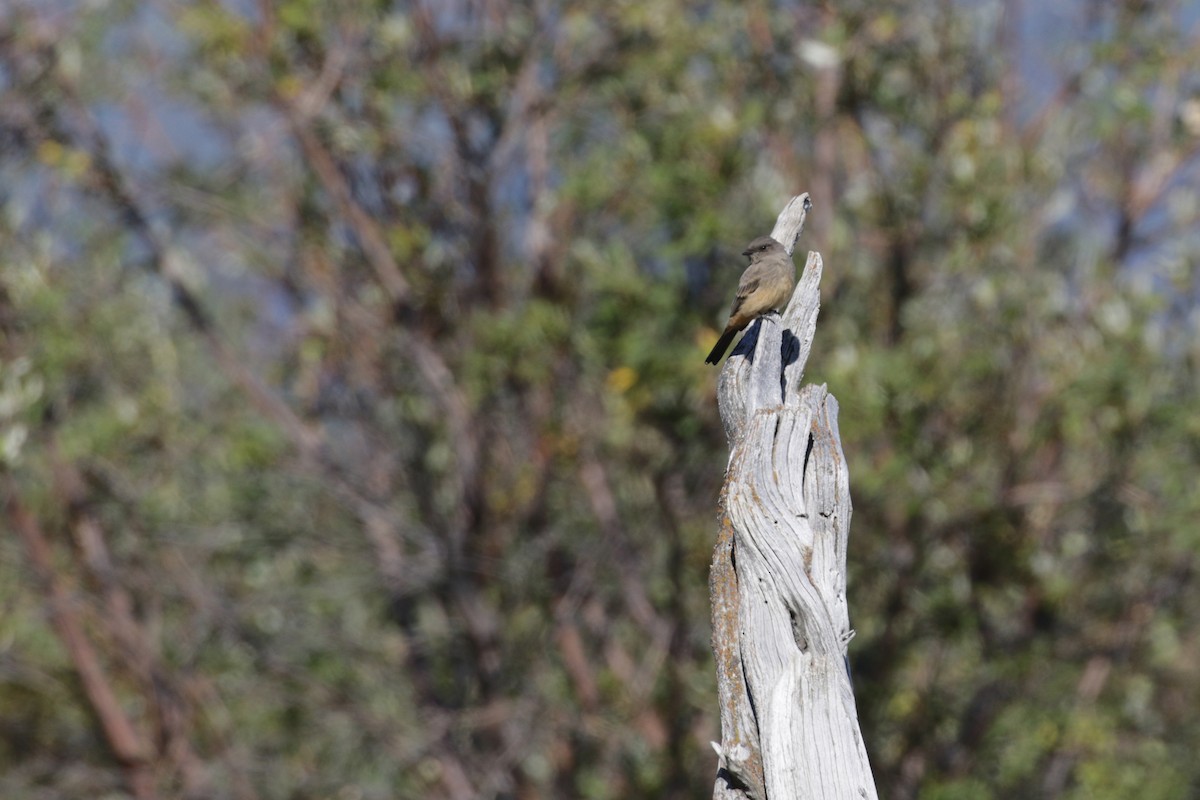 Say's Phoebe - ML111872851