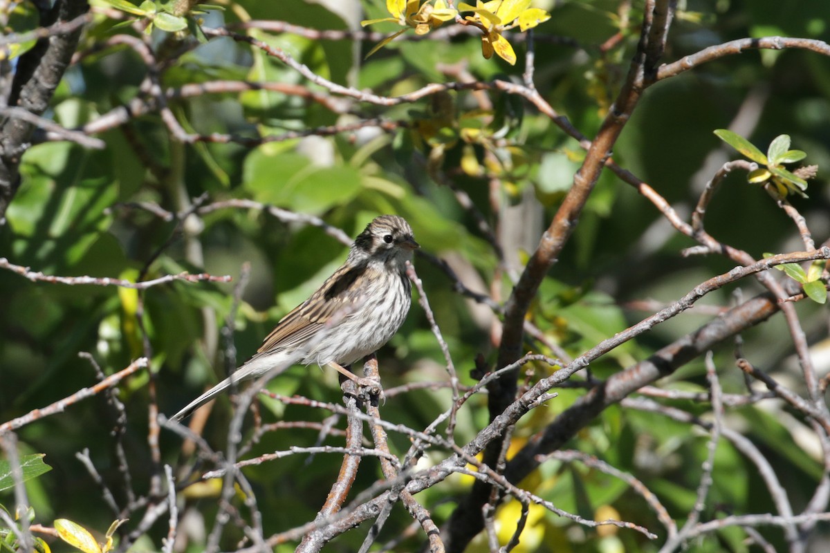 Chipping Sparrow - Cameron Eckert