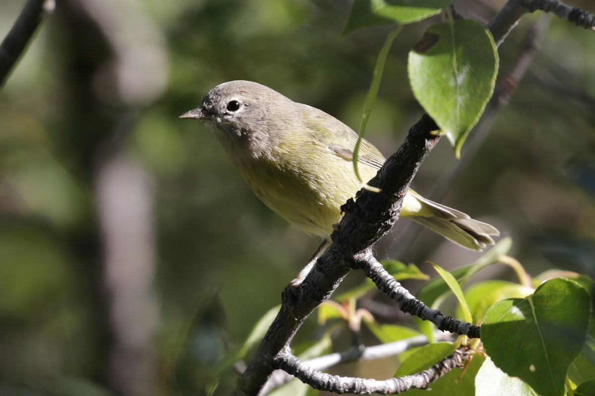 Orange-crowned Warbler - ML111872921