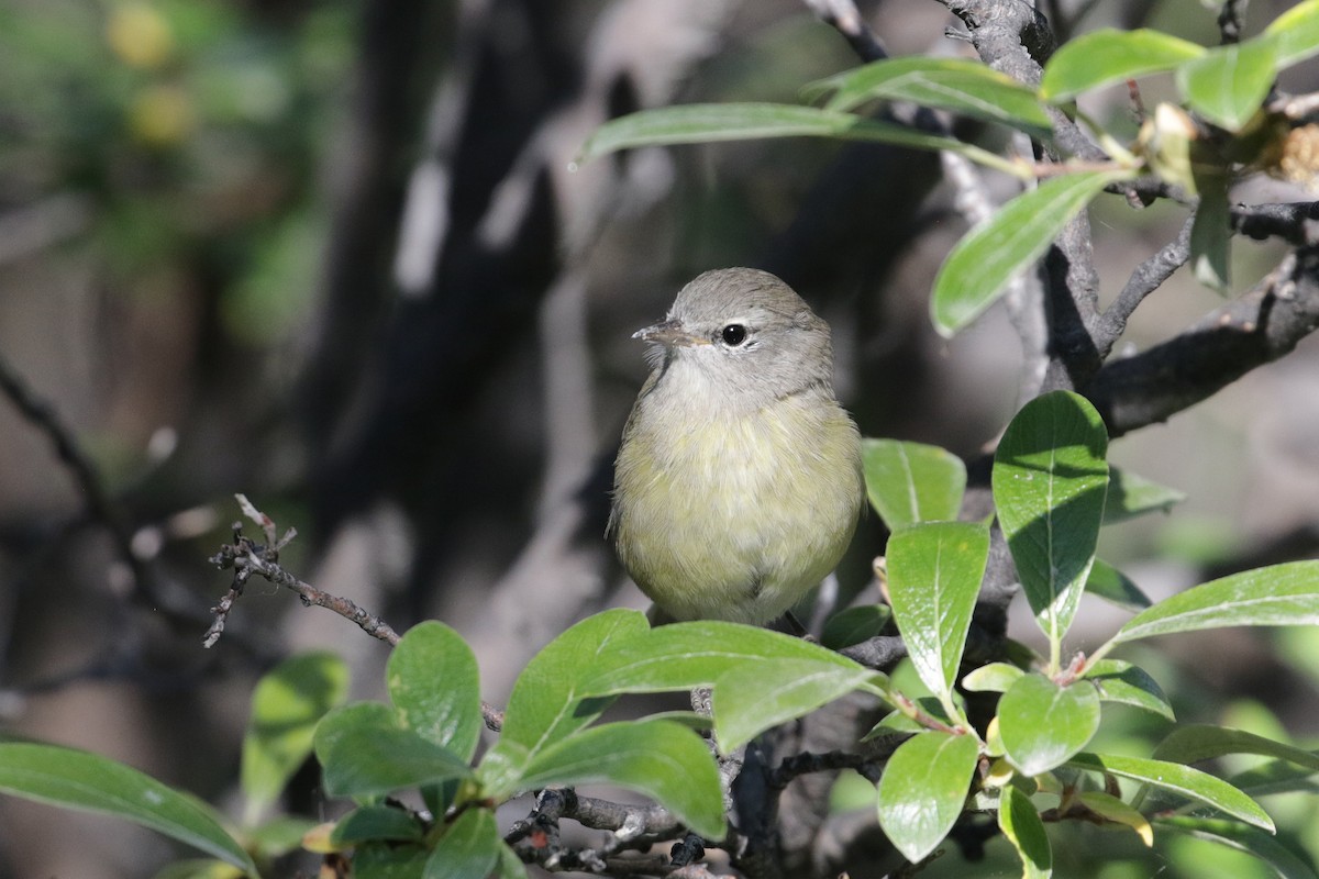 Orange-crowned Warbler - Cameron Eckert