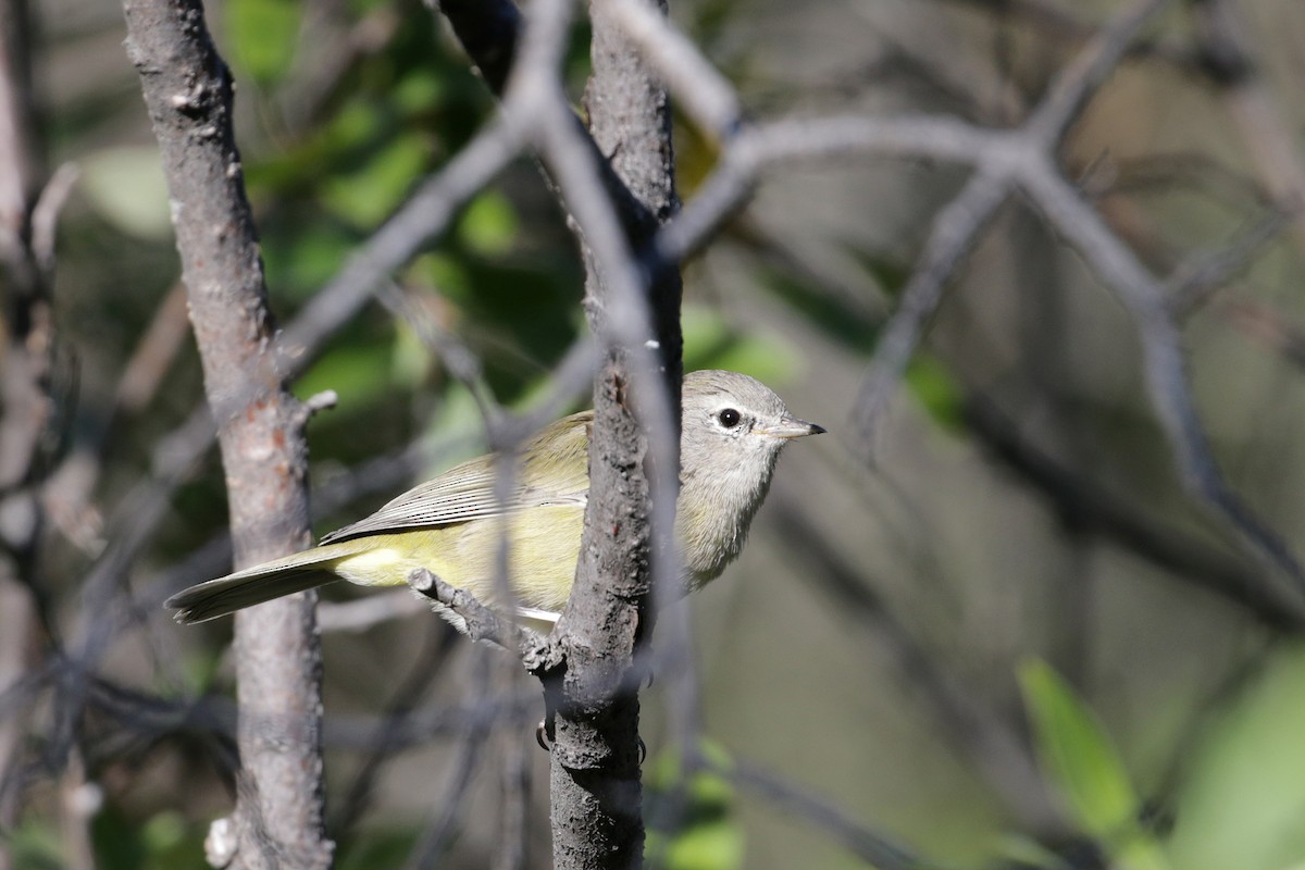 Orange-crowned Warbler - Cameron Eckert