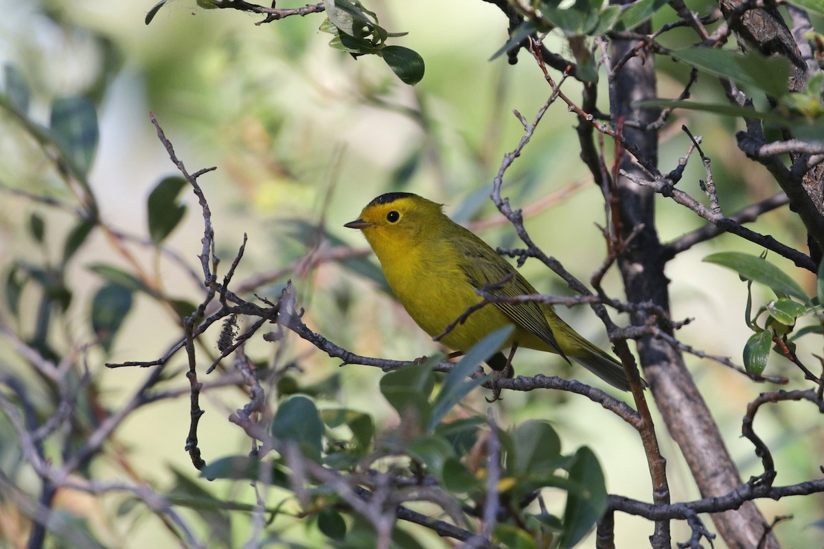 Wilson's Warbler - ML111872991