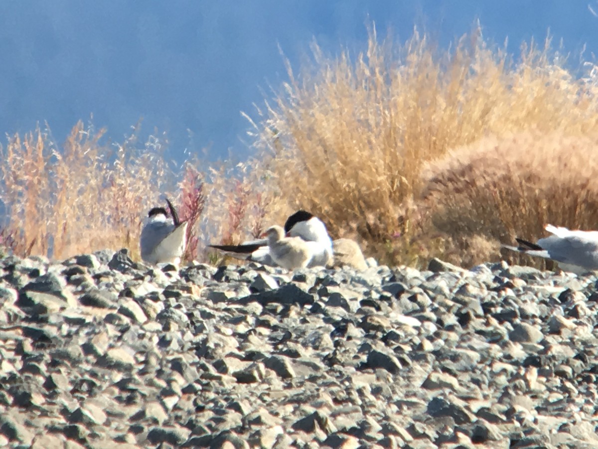 Caspian Tern - ML111873301