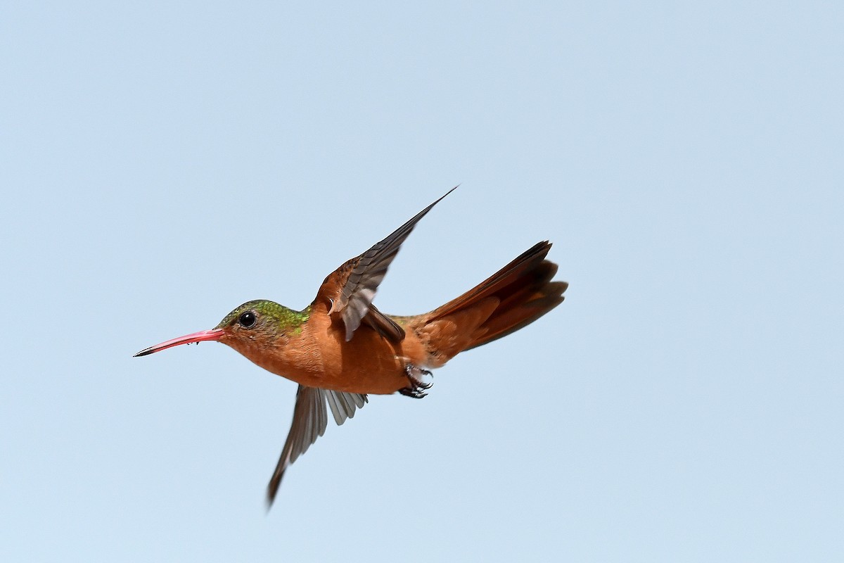 kolibřík ryšavý - ML111874021