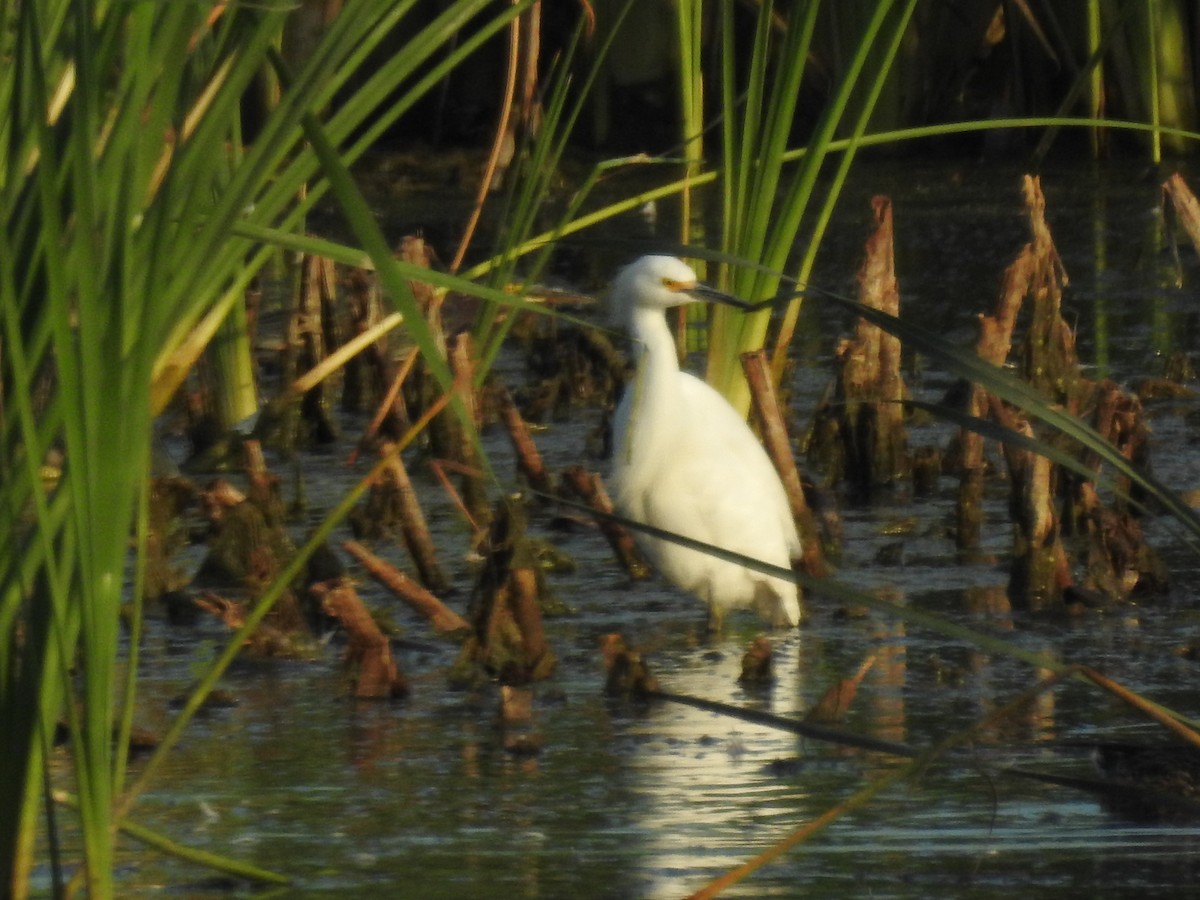 Snowy Egret - ML111874351