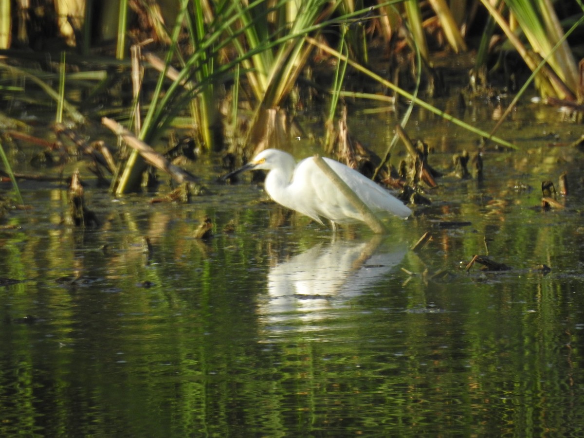 Snowy Egret - ML111874481