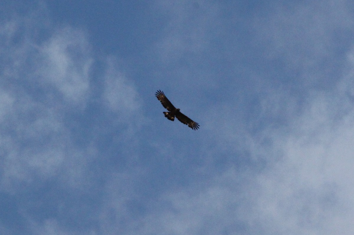 Blyth's Hawk-Eagle - ML111875131