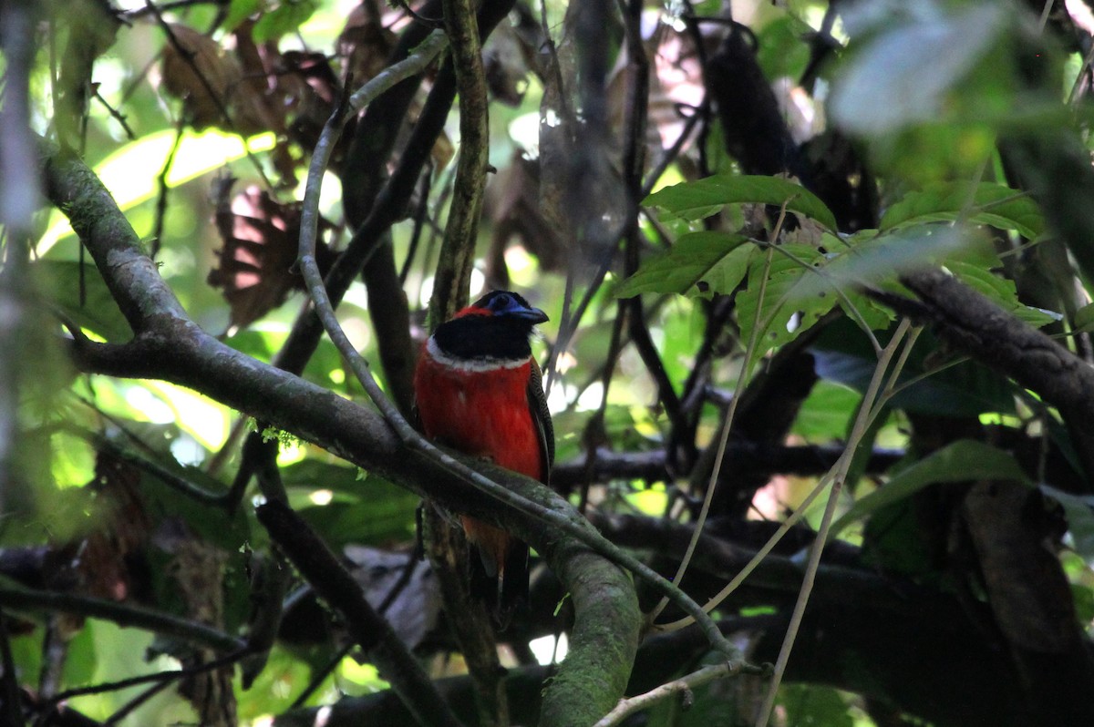 Trogon à nuque rouge - ML111875171