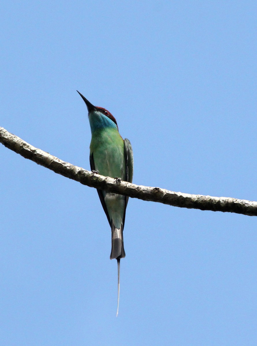 Blue-throated Bee-eater - ML111875221