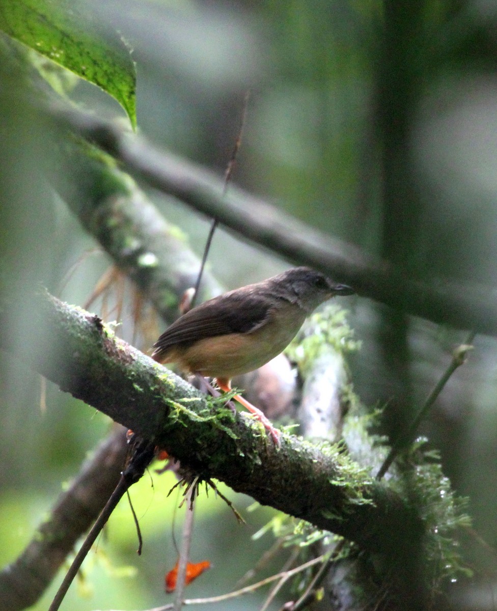 Horsfield's Babbler - ML111875411