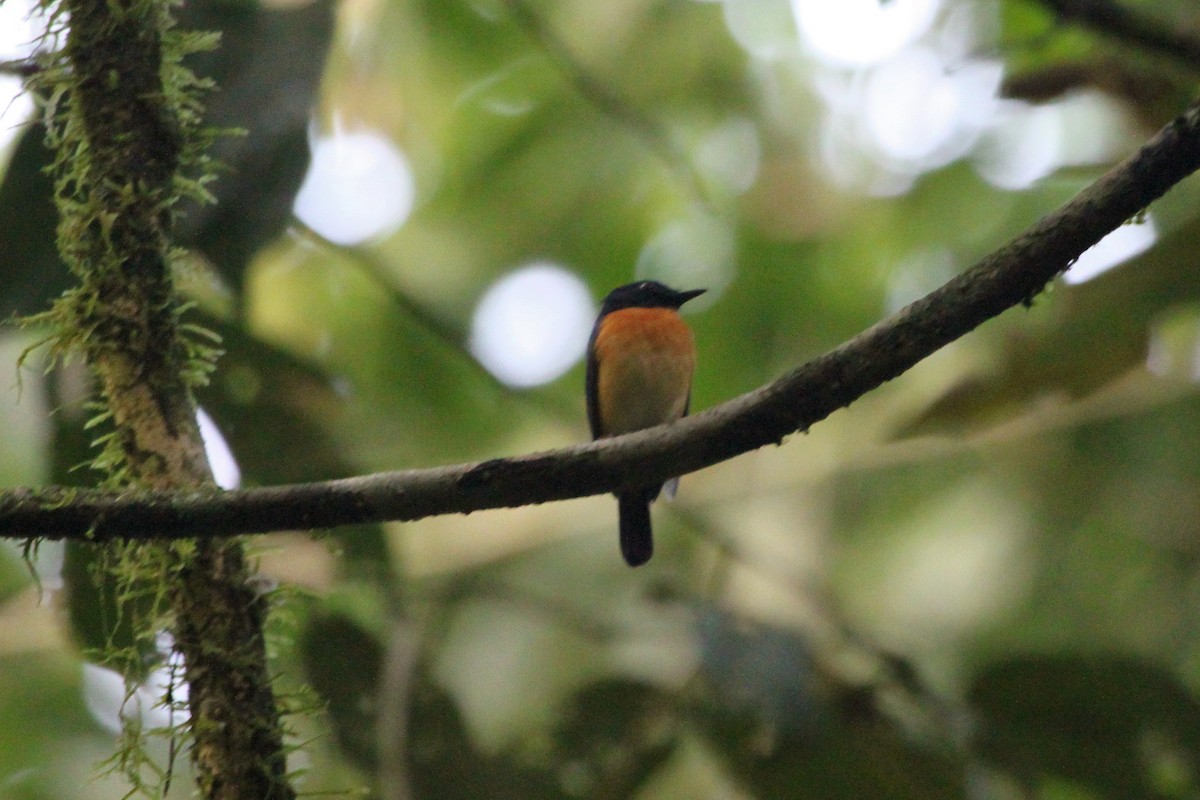 Sunda Blue Flycatcher - John Drummond