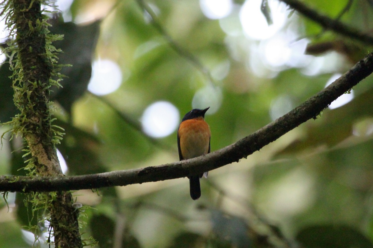 Sunda Blue Flycatcher - ML111875851