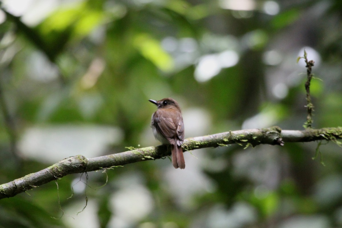 Gray-chested Jungle Flycatcher - ML111875921